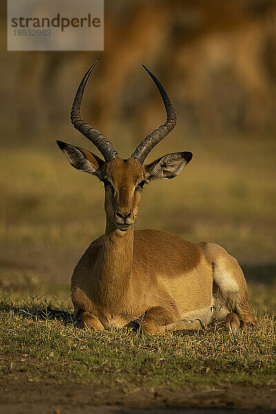 Männliches Impala (Aepyceros melampus) liegt und starrt in die Kamera im Chobe-Nationalpark; Chobe  Botswana