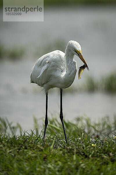 Silberreiher (Ardea alba) steht mit Fisch im Schnabel im Chobe-Nationalpark; Chobe  Botswana