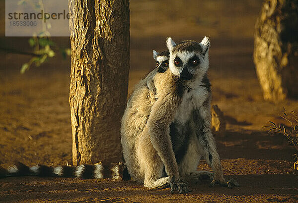 Nahaufnahme eines Ringschwanzlemuren (Lemur catta) mit seinem Baby auf dem Rücken; Republik Madagaskar