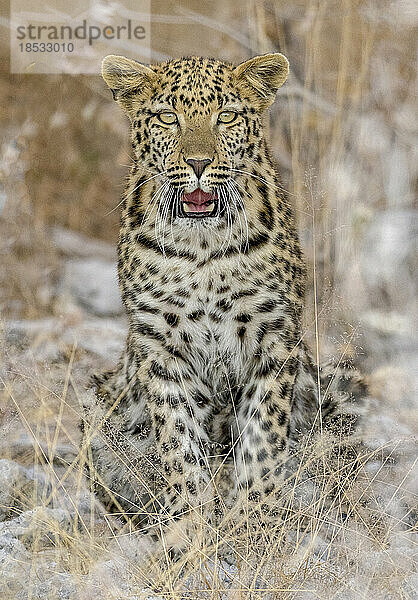 Porträt eines jungen männlichen Leoparden (Panthera pardus)  sitzend mit geöffnetem Maul; Okaukuejo  Etosha-Nationalpark  Kunene  Namibia