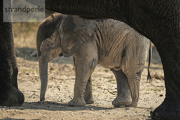 Afrikanisches Buschelefantenbaby (Loxodonta africana) neben der Mutter im Chobe-Nationalpark. Es hat graue  faltige Haut und kreuzt seine Hinterfüße; Chobe  Botswana