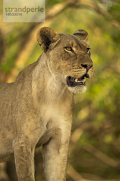 Nahaufnahme einer Löwin (Panthera leo)  die mit offenem Maul im Chobe-Nationalpark steht; Chobe  Botswana