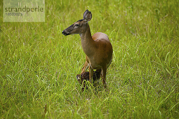 Weißwedelhirsch (Odocoileus virginianus) mit säugendem Kitz in Cades Cove  Great Smoky Mountains National Park  Tennessee  USA; Tennessee  Vereinigte Staaten von Amerika