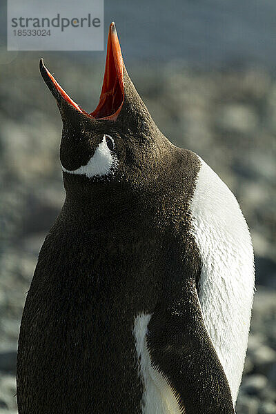 Nahaufnahme eines Eselspinguins (Pygoscelis papua) beim Singen; Antarktische Halbinsel  Antarktis