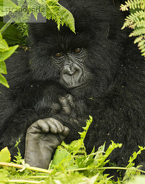 Porträt eines Berggorillas (Gorilla beringei beringei) aus der Hirwa-Gruppe im Volcanoes National Park; Ruanda