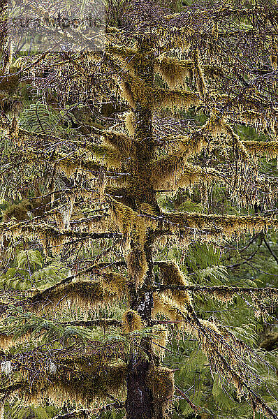 Nahaufnahme eines mit Moos bewachsenen Baumes; Inside Passage  British Columbia  Kanada