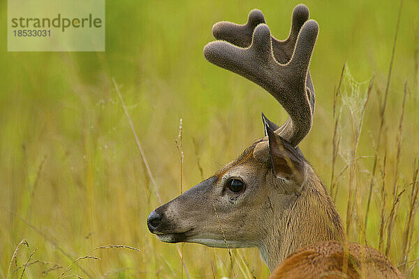 Weißwedelhirsch (Odocoileus virginianus) in Cades Cove  Great Smoky Mountains National Park  Tennessee  USA; Tennessee  Vereinigte Staaten von Amerika