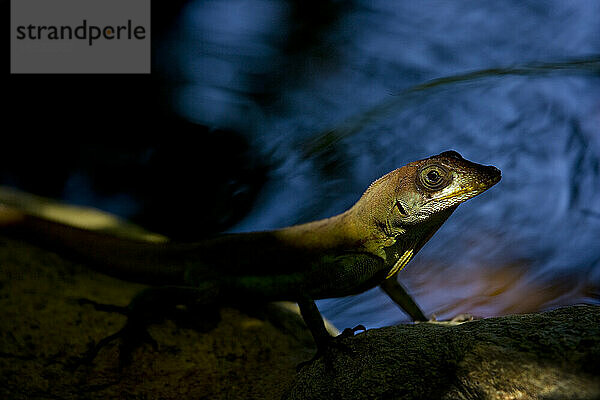 Porträt einer weiblichen Anolis-Eidechse (Anolis wattsi) bei Nacht; Tobago  Trinidad und Tabago