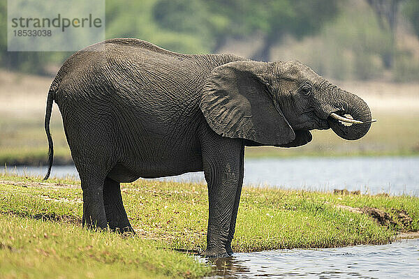 Afrikanischer Elefant (Loxodonta africana) steht und trinkt Wasser aus dem Fluss  Chobe National Park; Chobe  Botswana