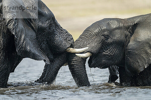 Nahaufnahme von zwei afrikanischen Elefanten (Loxodonta africana) beim Ringen im Fluss im Chobe-Nationalpark; Chobe  Botswana