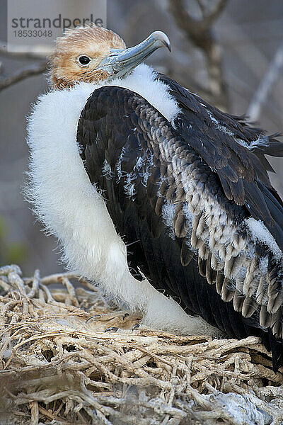 Nahaufnahme eines Fregattvogel-Babys auf den Galapagos-Inseln; North Seymour Island  Ecuador