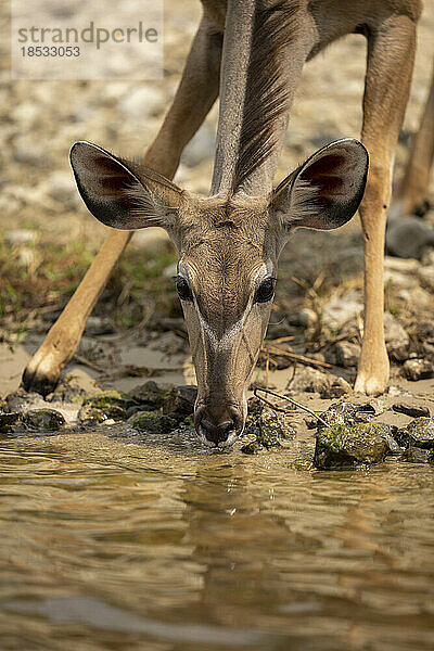 Nahaufnahme eines weiblichen Großen Kudu (Tragelaphus strepsiceros) beim Wasserholen im Chobe-Nationalpark; Chobe  Botsuana