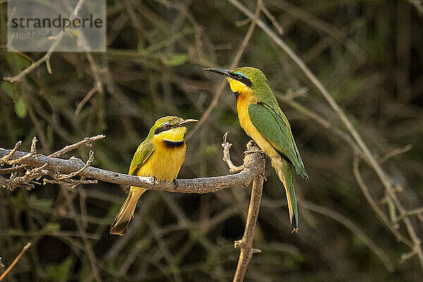 Männchen und Weibchen des Kleinen Bienenfressers (Merops pusillus) auf einem Ast im Chobe-Nationalpark; Chobe  Botswana