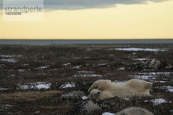 Eisbär (Ursus maritimus) bei Sonnenuntergang in der Tundra; Churchill  Manitoba  Kanada