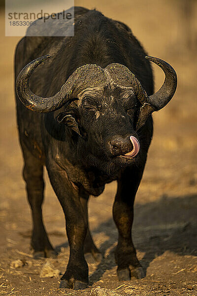 Kaffernbüffel (Syncerus caffer) leckt sich die Lippen am Sand im Chobe-Nationalpark; Chobe  Botsuana