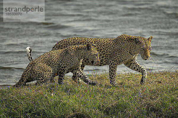 Leopardenweibchen und Jungtier (Panthera pardus) spazieren am Flussufer im Chobe-Nationalpark; Chobe  Botswana