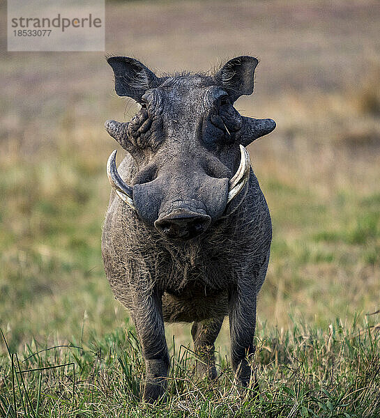 Porträt eines männlichen Warzenschweins (Phacochoerus africanus) im Serengeti-Nationalpark; Kogatende  Serengeti  Tansania