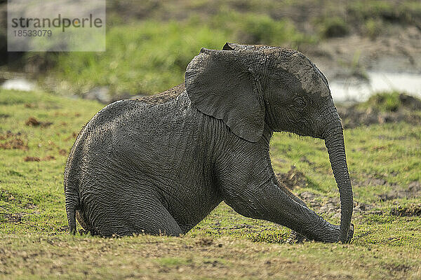 Kleiner afrikanischer Buschelefant (Loxodonta africana) sitzt am Flussufer im Chobe-Nationalpark; Chobe  Botswana