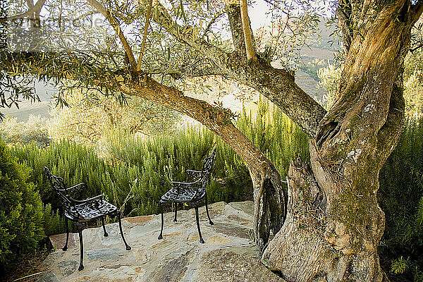Zwei Stühle auf einer Terrasse unter einem alten Olivenbaum im Douro-Tal  Portugal; Douro-Tal  Portugal