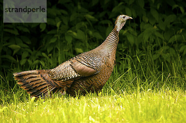 Wilder Truthahn (Meleagris gallopavo) auf einer Lichtung im Great Smoky Mountains National Park  Tennessee  USA; Tennessee  Vereinigte Staaten von Amerika