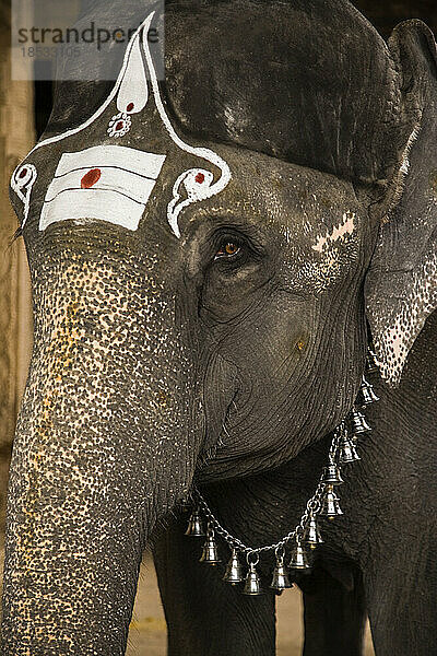 Asiatischer Elefant (elephas maximus)  dekoriert für die Hindu-Religion im Meenakshi-Tempel; Madurai  Tamil Nadu  Indien