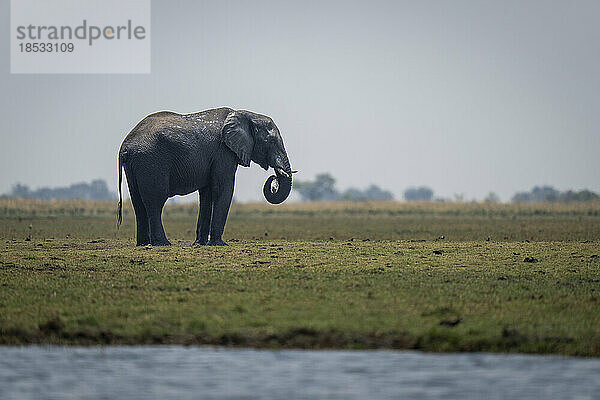 Afrikanischer Buschelefant (Loxodonta africana) steht grasend am Flussufer im Chobe-Nationalpark; Chobe  Botswana