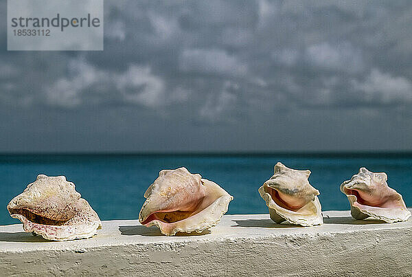 Muschelschalen säumen eine Mauer am Meer; Aruba