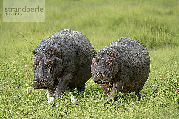 Flusspferd-Paar (Hippopotamus amphibius) während der Regenzeit; Okavango-Delta  Botsuana