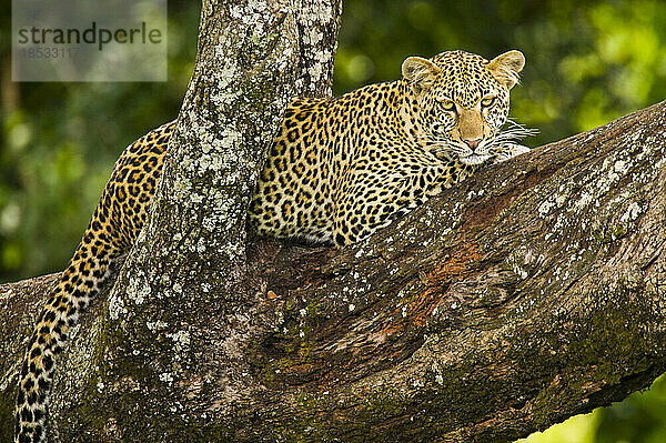 Junger weiblicher Leopard (Panthera pardus) auf einem Baum sitzend; Tansania