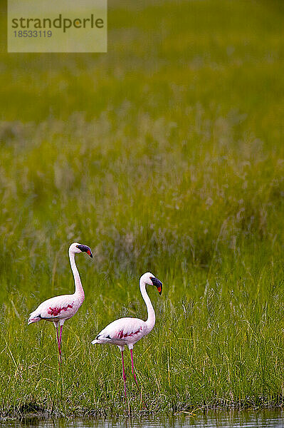 Zwei Flamingos stehen im hohen Gras im Ngorongoro-Krater  Tansania; Tansania