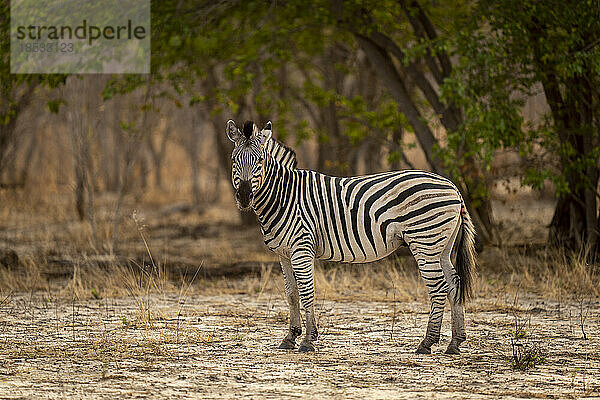 Steppenzebra (Equus quagga) steht auf einer Lichtung und wendet den Kopf im Chobe-Nationalpark; Chobe  Botsuana