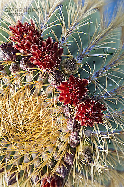 Blühender Kaktus; Baja California  Mexiko