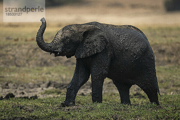 Afrikanisches Elefantenbaby im Chobe-Nationalpark  Chobe  Botswana  im Schlamm versunken