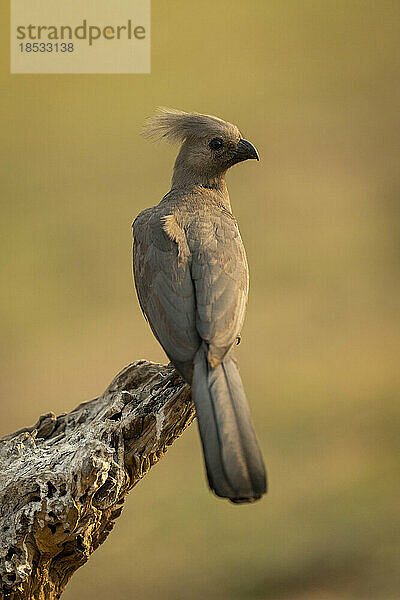 Grauer Weglaufvogel (Corythaixoides concolor) dreht den Kopf auf einem toten Ast im Chobe-Nationalpark; Chobe  Botswana