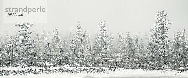 Borealer Wald in einem Schneesturm  der ein wunderschönes Panorama-Kunstwerk schafft; Churchill  Manitoba  Kanada