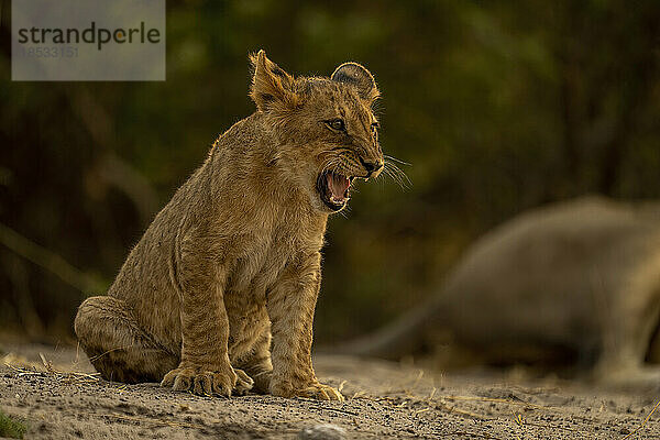 Löwenjunges (Panthera leo) sitzt kläffend auf sandigem Boden im Chobe-Nationalpark; Chobe  Botswana