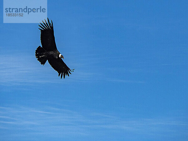 Ausgewachsener männlicher Andenkondo (Vultur gryphus) im Flug bei blauem Himmel im Torres del Paine National Park; Patagonien  Chile