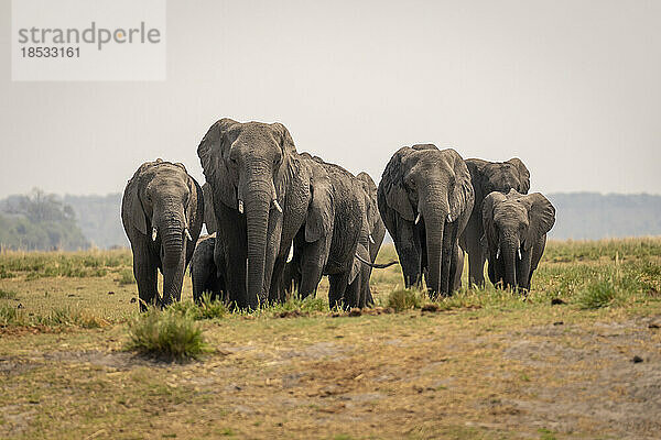 Afrikanische Buschelefanten (Loxodonta africana) nähern sich der Kamera in der Flussaue im Chobe-Nationalpark; Chobe  Botswana