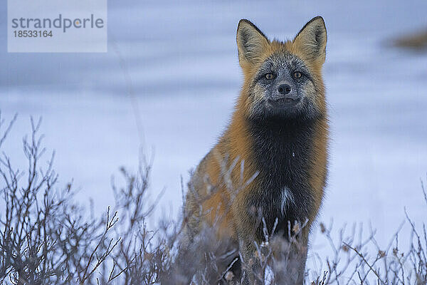 Rotfuchs (Vulpes vulpes) auf dem gefrorenen Wattenmeer der Hudson Bay sitzend  in die Kamera lächelnd; Churchill  Manitoba  Kanada