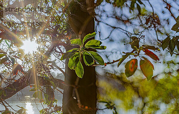 Von hellem Sonnenlicht beleuchtete Baumblätter; Victoria  British Columbia  Kanada