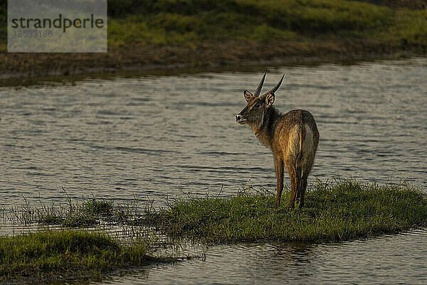 Männlicher Gewöhnlicher Wasserbock (Kobus ellipsiprymnus) steht auf einer Flussinsel im Chobe-Nationalpark; Chobe  Botsuana