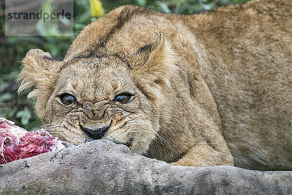 Junges Löwenweibchen (Panthera leo)  das ein Giraffenbein frisst; Okavango-Delta  Botsuana