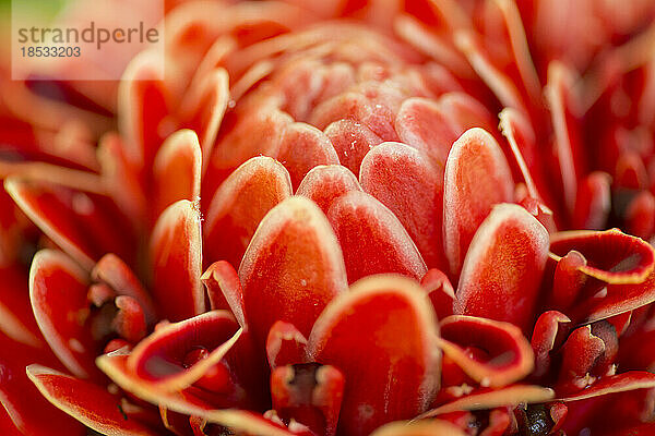 Nahaufnahme einer Fackel-Ingwerblüte (Etlingera elatior); Costa Rica