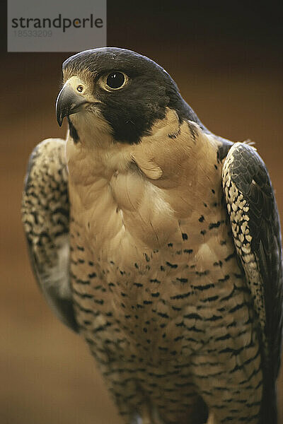 Porträt eines Wanderfalken (Falco peregrinus); Vereinigte Staaten von Amerika