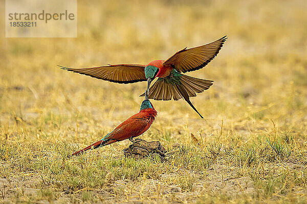 Südlicher Karminbienenfresser (Merops nubicoides) füttert einen anderen im Flug im Chobe-Nationalpark; Chobe  Botsuana