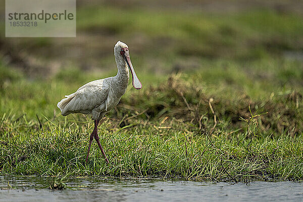 Afrikanischer Löffler (Platalea alba) spaziert im Gras am Flussufer im Chobe-Nationalpark; Chobe  Botswana