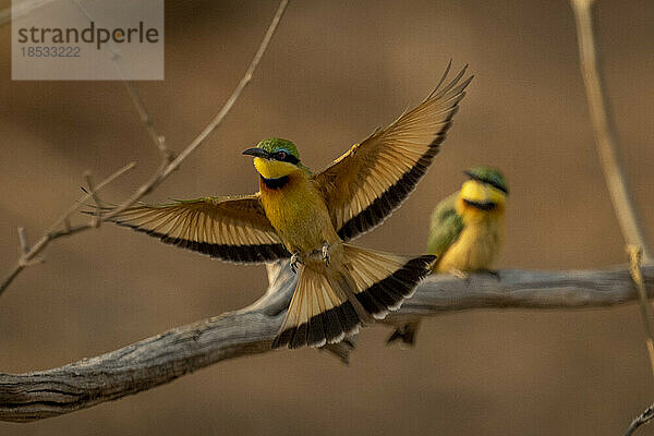 Kleiner Bienenfresser (Merops pusillus) fliegt mit ausgebreiteten Flügeln und Schwanz im Chobe National Park; Chobe  Botswana