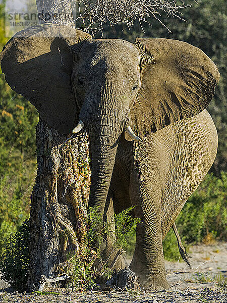 Afrikanischer Buschelefant (Loxodonta africana) reibt sich an einem Baumstamm; Puros  Nordwest-Namibia  Kunene  Namibia