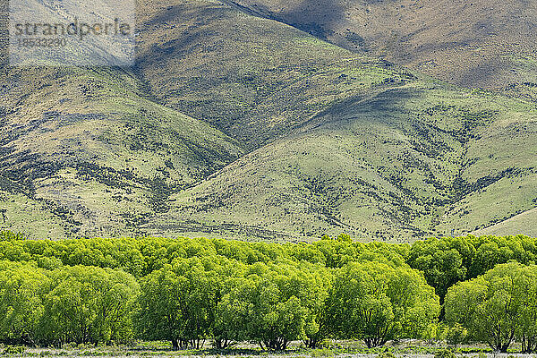 Weidenbäume an den Ausläufern des Mount Cook im Frühling  Südinsel  Neuseeland; Twizel  Neuseeland