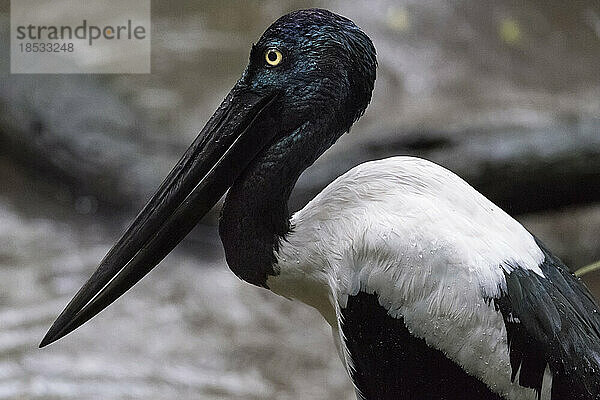 Nahaufnahme eines Schwarzhalsstorchs (Ephippiorhynchus asiaticus)  der in Australien endemisch ist; Queensland  Australien